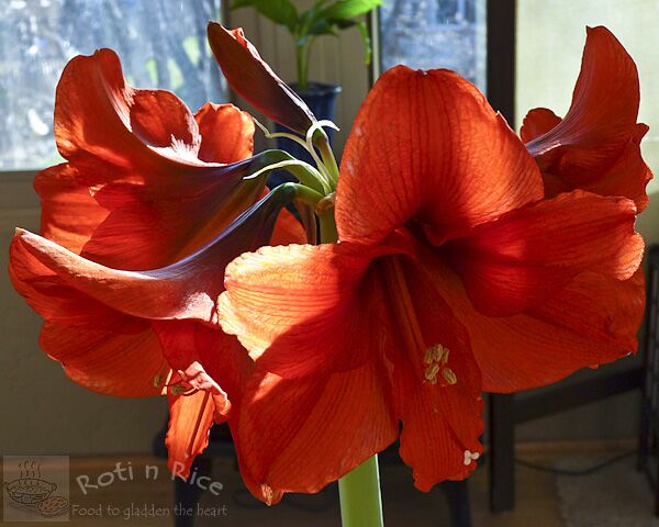 Amaryllis