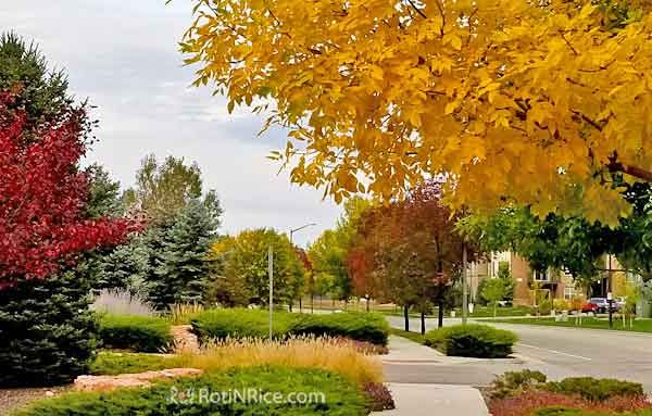 The sights and sounds of Autumn in Colorado 2018 with gorgeous fall colors and a visit to Osborn Farm for pumpkins and squashes. | RotiNRice.com