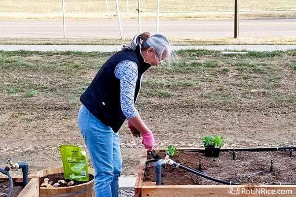 Raised-Bed Vegetable Garden is the way to go for easy maintenance and compact yards. It reduces back strain while enjoying a bountiful harvest. | RotiNRice.com #vegetablegarden #raisedbed #compactyards #bountifulharvest