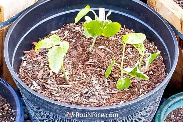 Newly transplanted kaduk (wild betel) plant in a container.