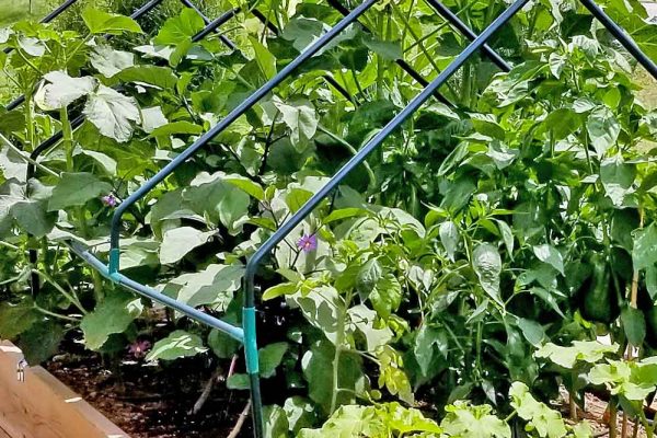 The new Raised Bed in my vegetable garden.