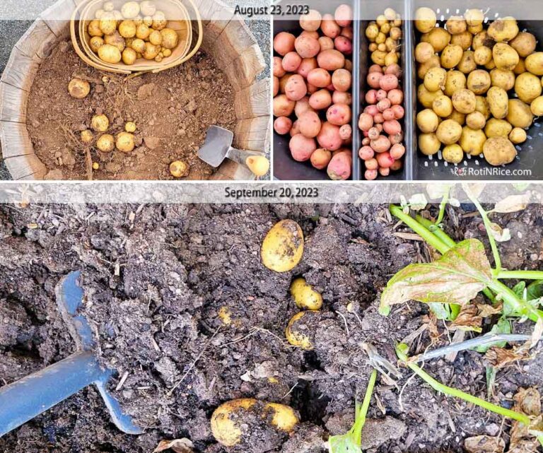 Planting Potatoes in Spring - Roti n Rice