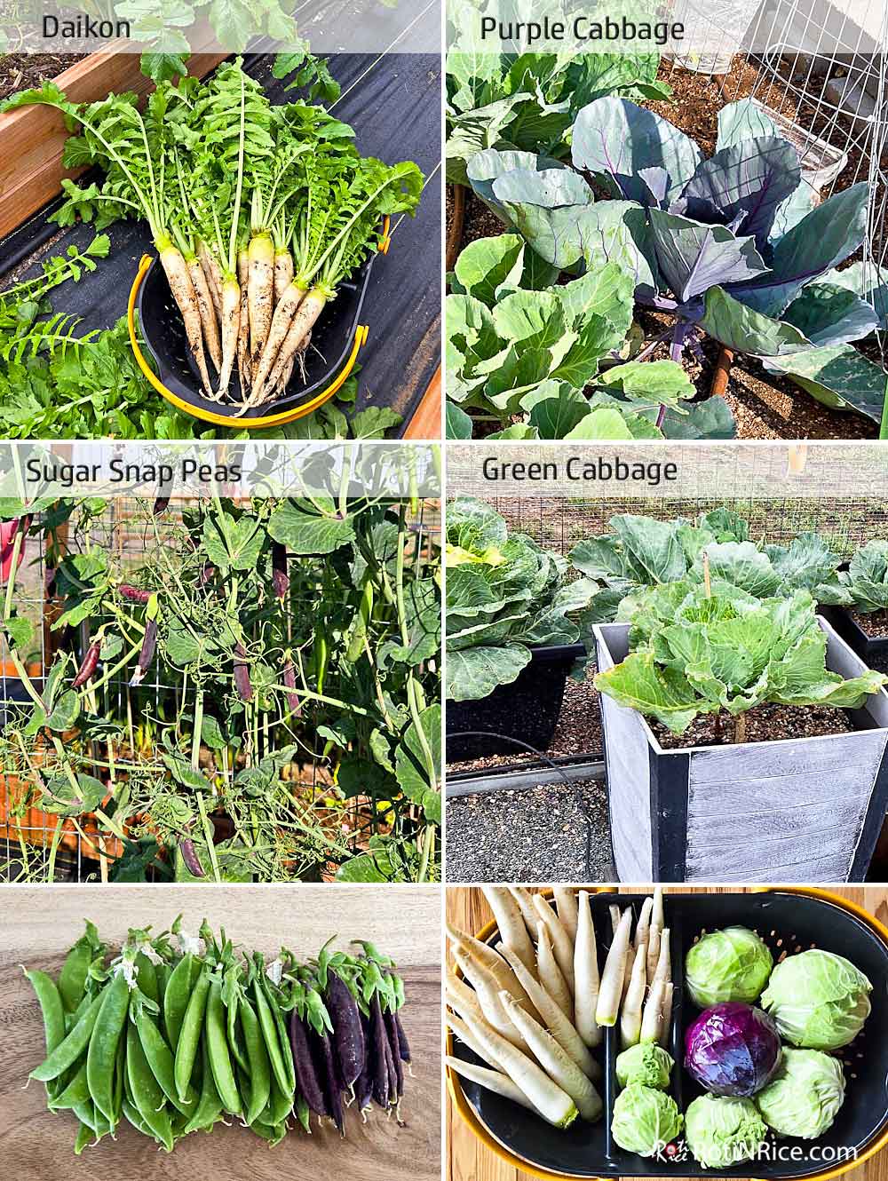 Daikon, peas, and cabbages.