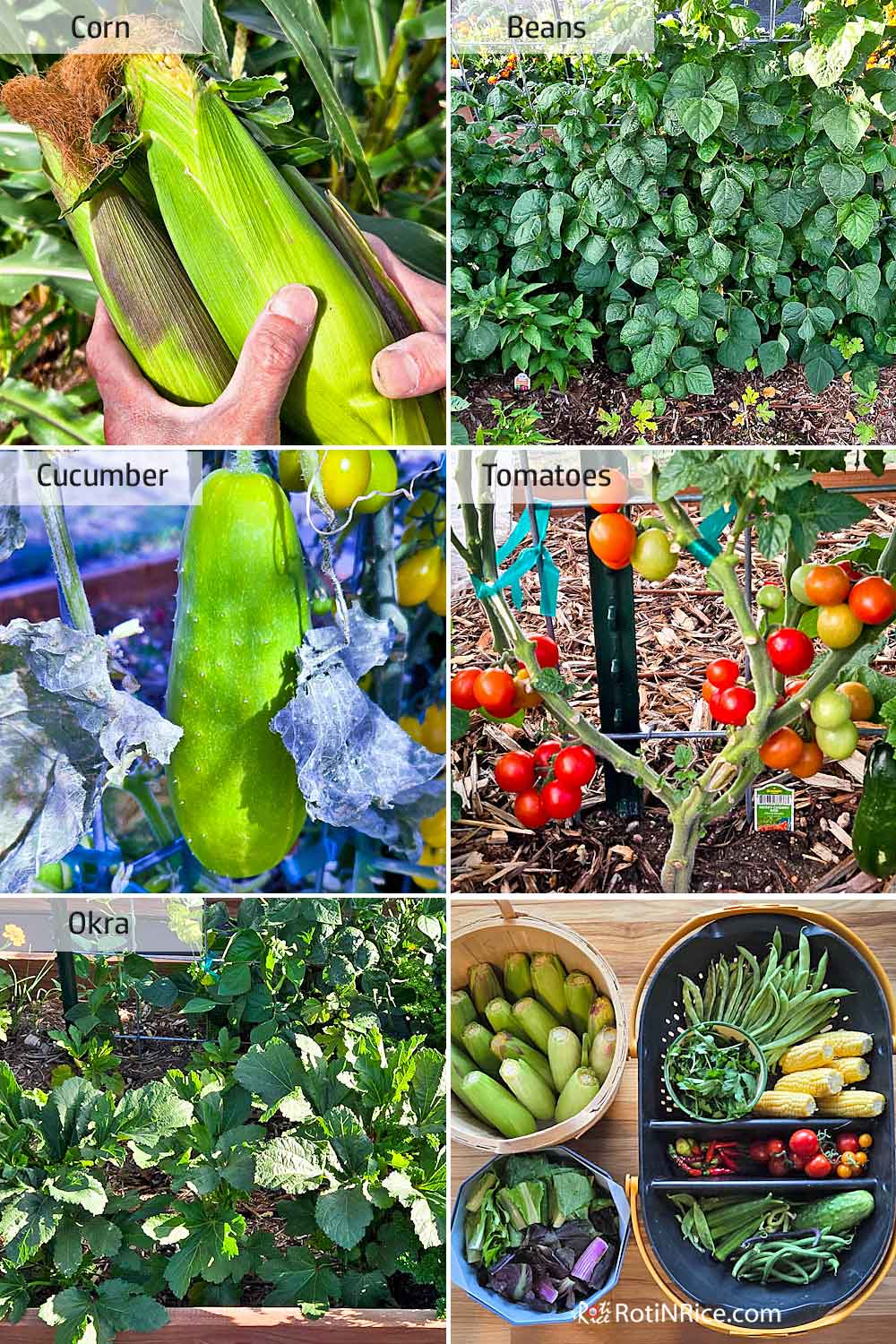Corn, beans, cucumber, tomatoes, and okra.