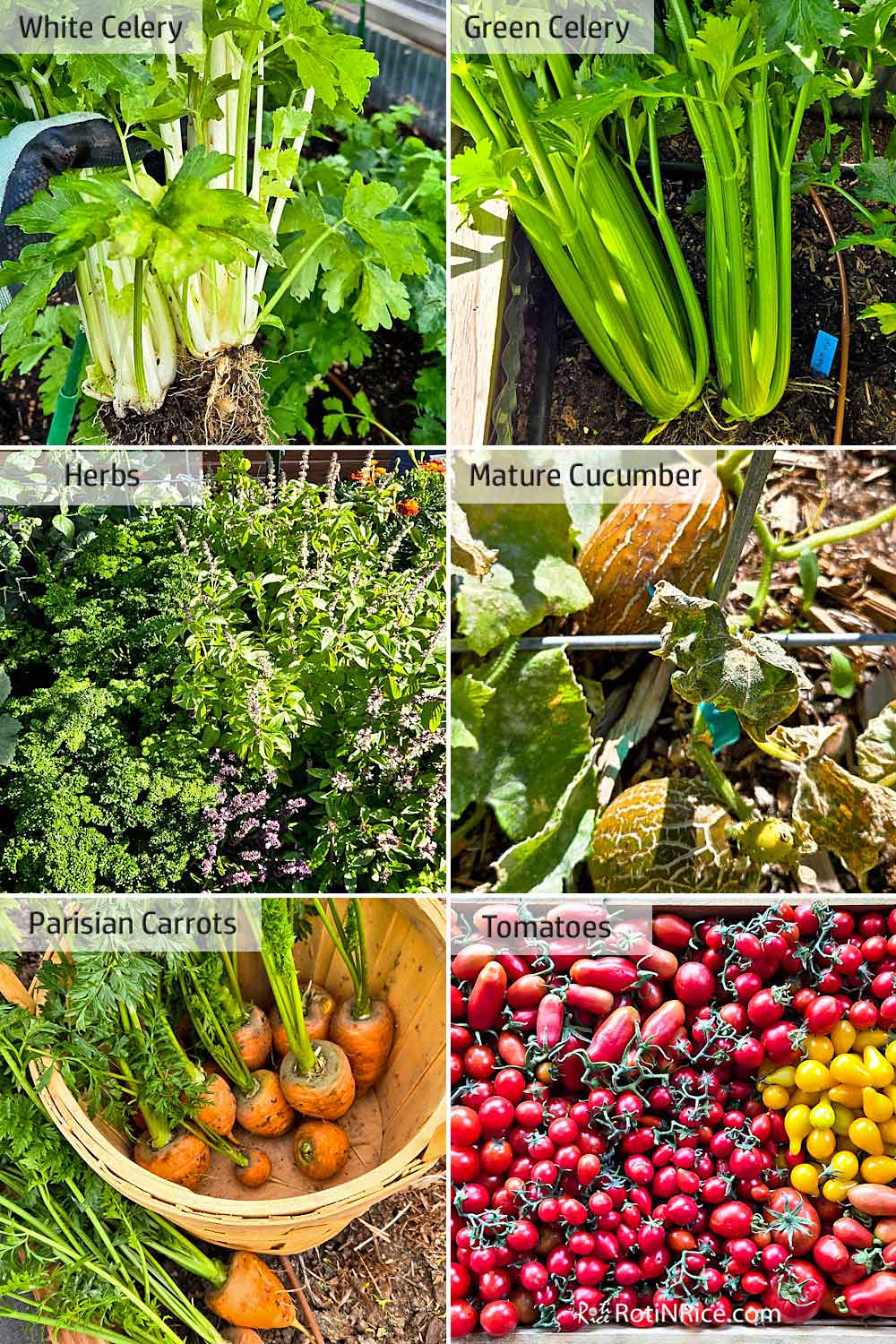 Celery, herbs, mature cucumber, carrots, and more tomatoes.