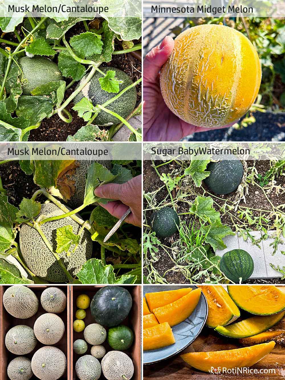 Melons and more melons.