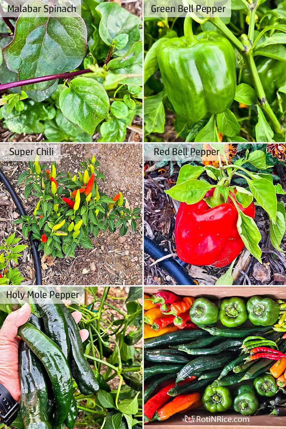 Malabar spinach and a variety of peppers.