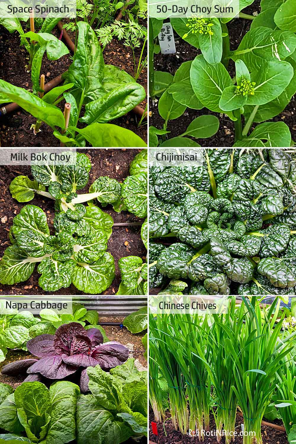 A bountiful harvest from the greenhouse.