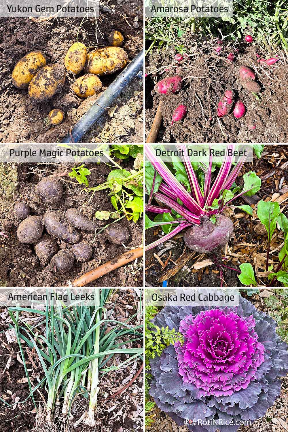 Potatoes, beets, leeks, and cabbage from the West Terraced Garden.
