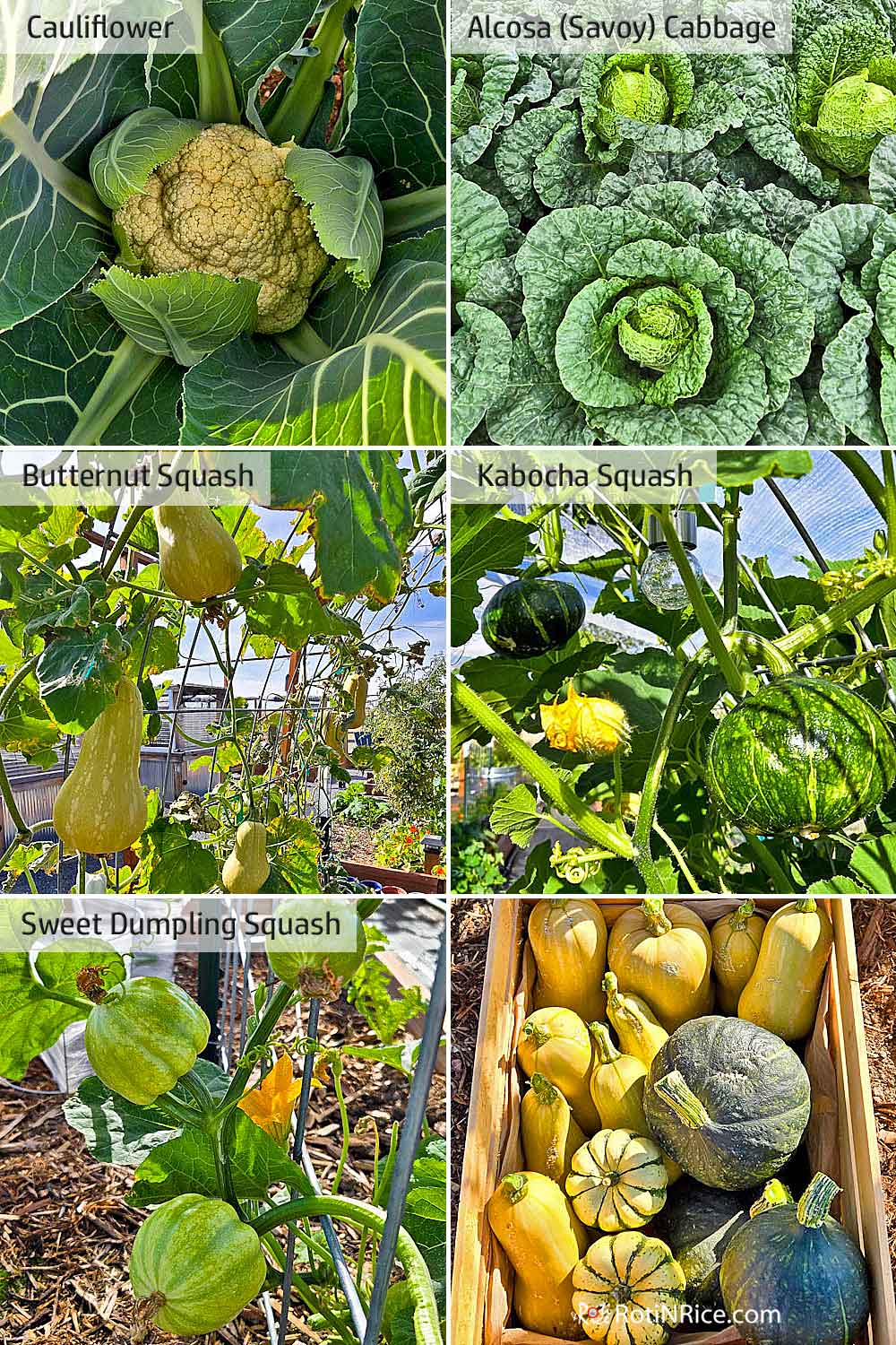 Cauliflower, Alcosa cabbage and a bountiful harvest of squashes.