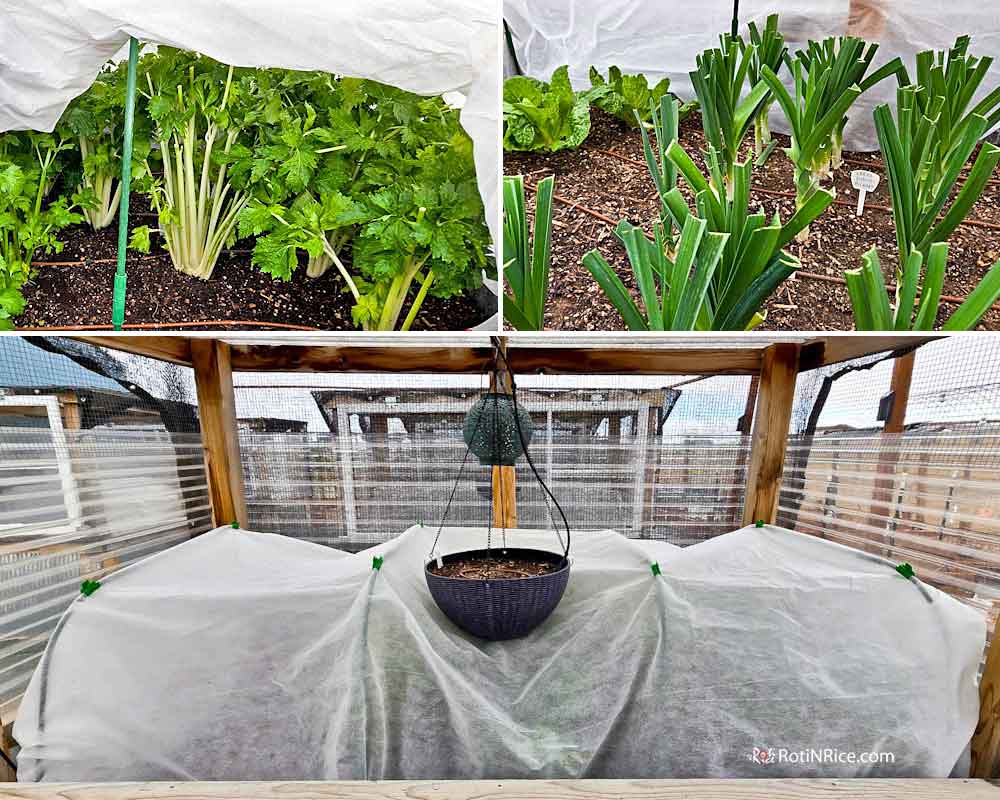 Some raised beds are covered with frost cloth to allow remaining plants to survive a few more weeks into November.