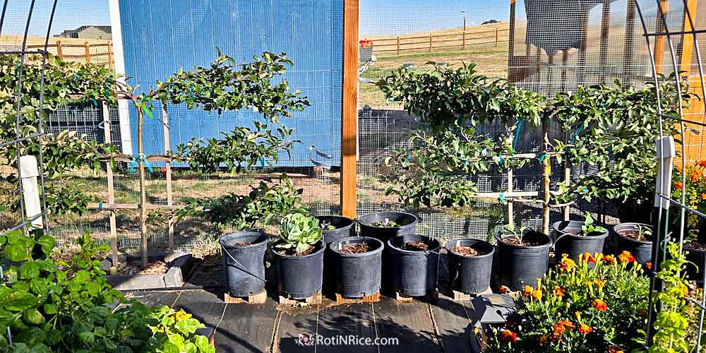 Additional pots for more growing space.