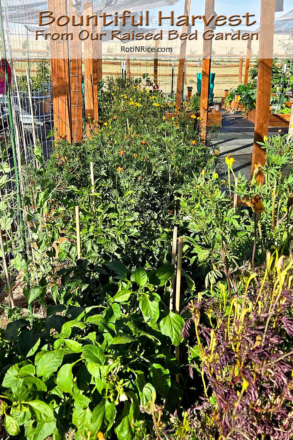 Bountiful Harvest From Our Raised Bed Garden