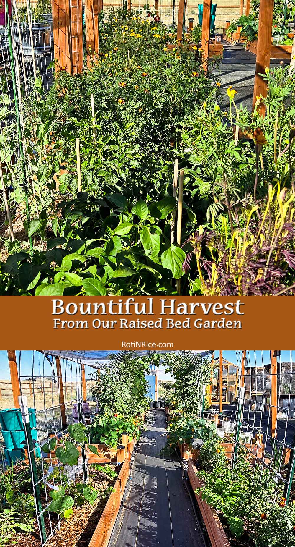 Bountiful Harvest from our Raised Bed Garden