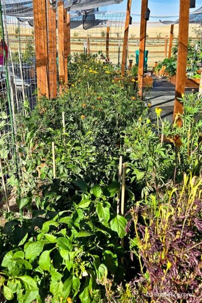 View of our Raised Bed Garden form the south.
