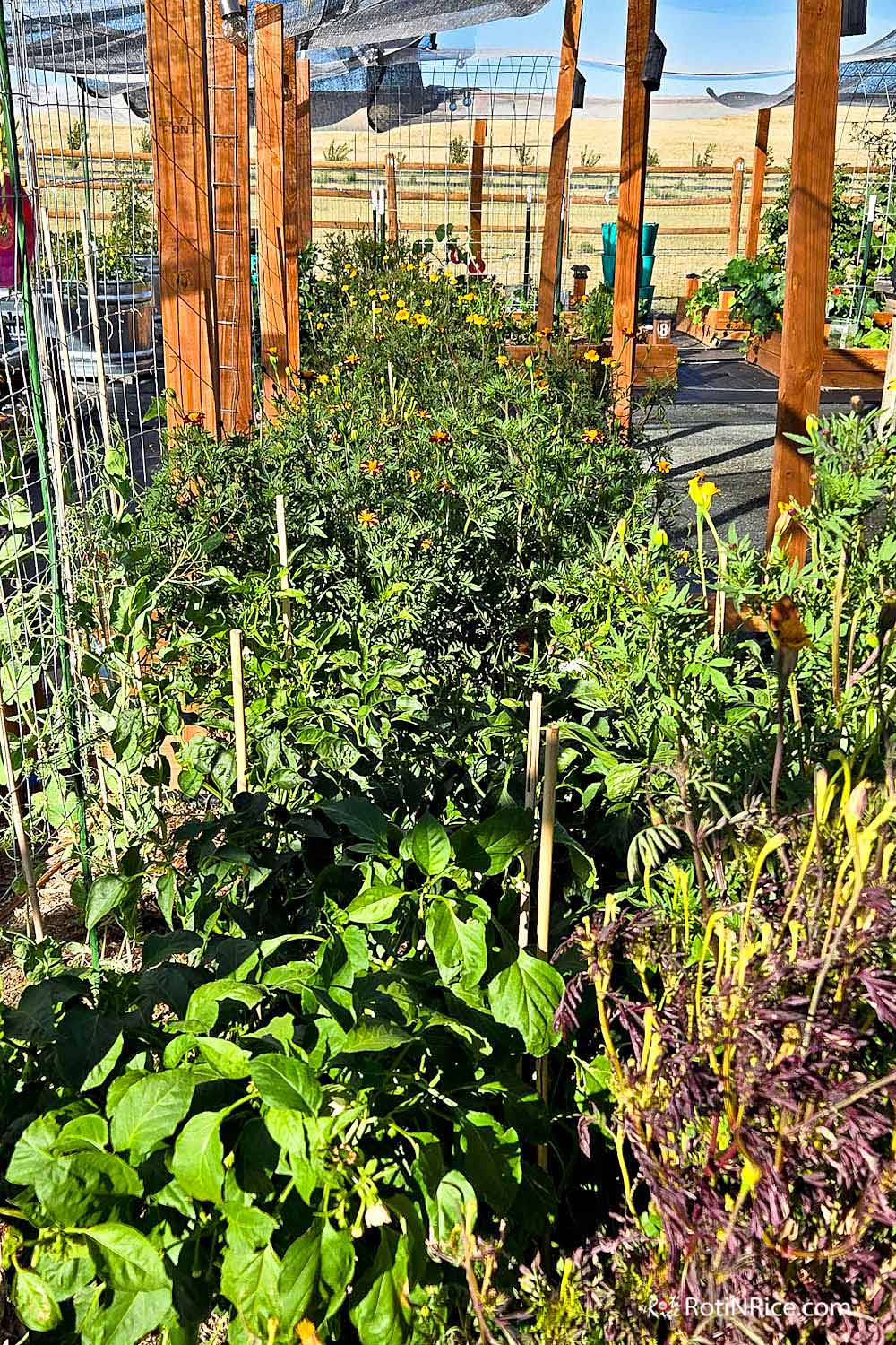View of our Raised Bed Garden form the south.