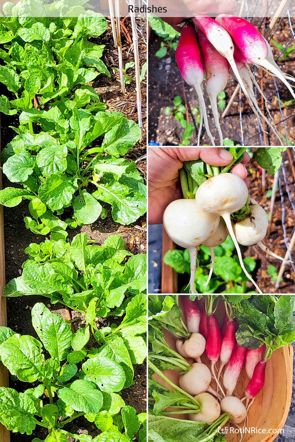 A Bountiful Harvest of radishes early in the growing season.