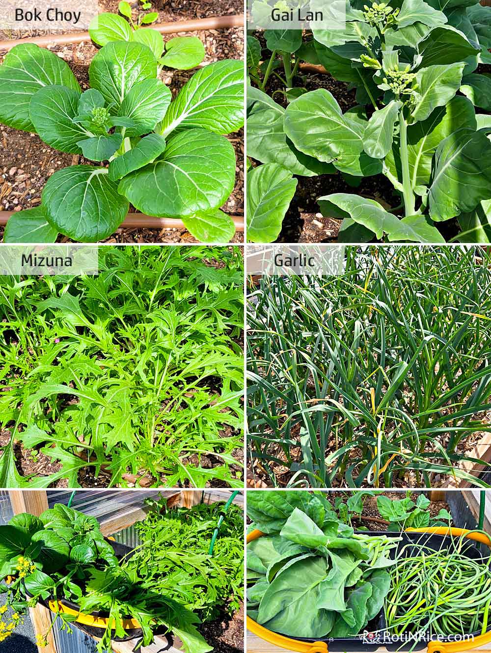 Asian greens and garlic scape.