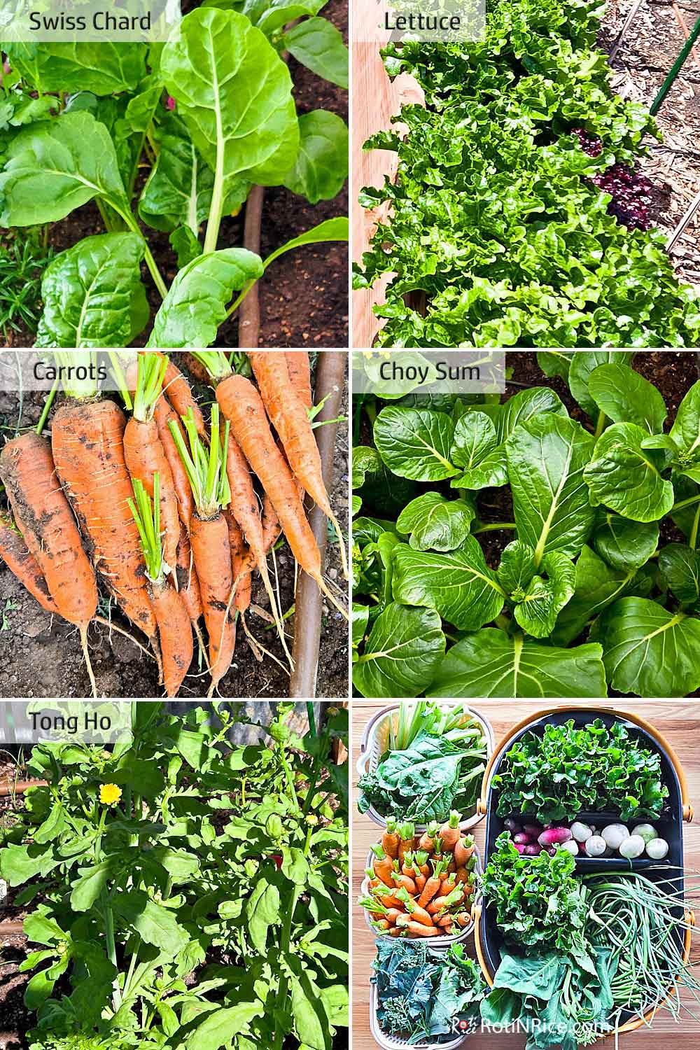 More leafy greens and carrots.