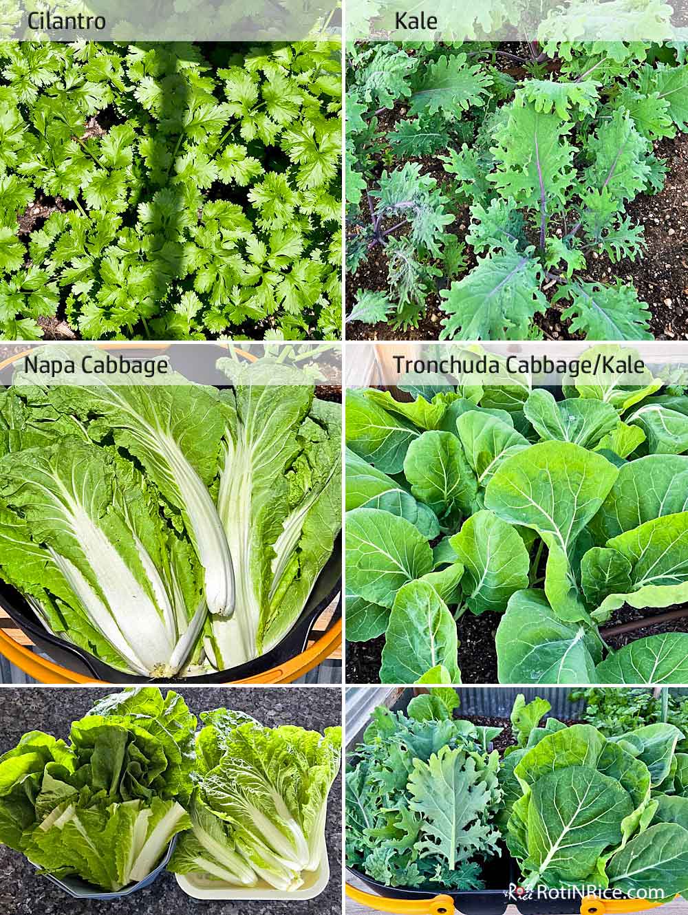 Cilantro, kale, and cabbage
