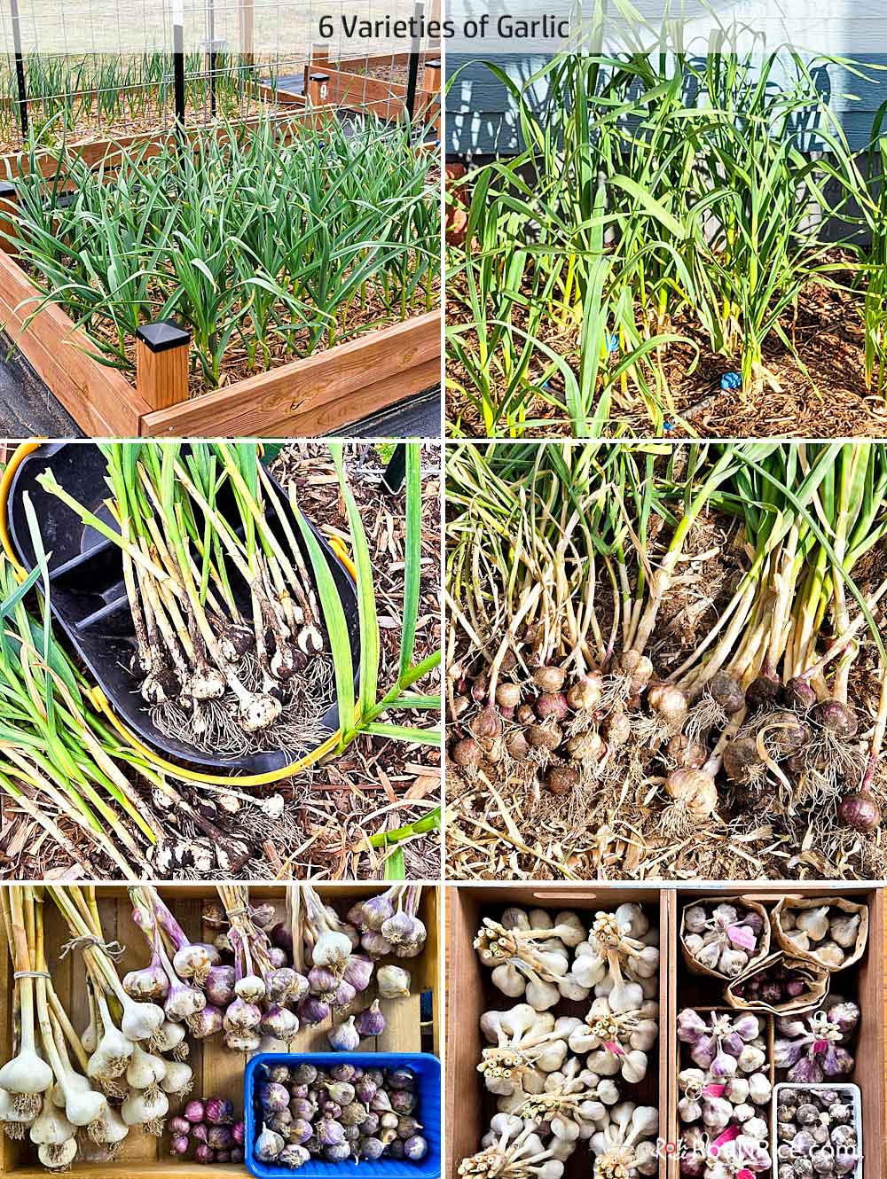 Harvested 6 varieties of garlic.