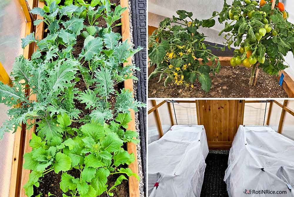 Growing tender greens in early spring right into fall in the two narrow raised beds.