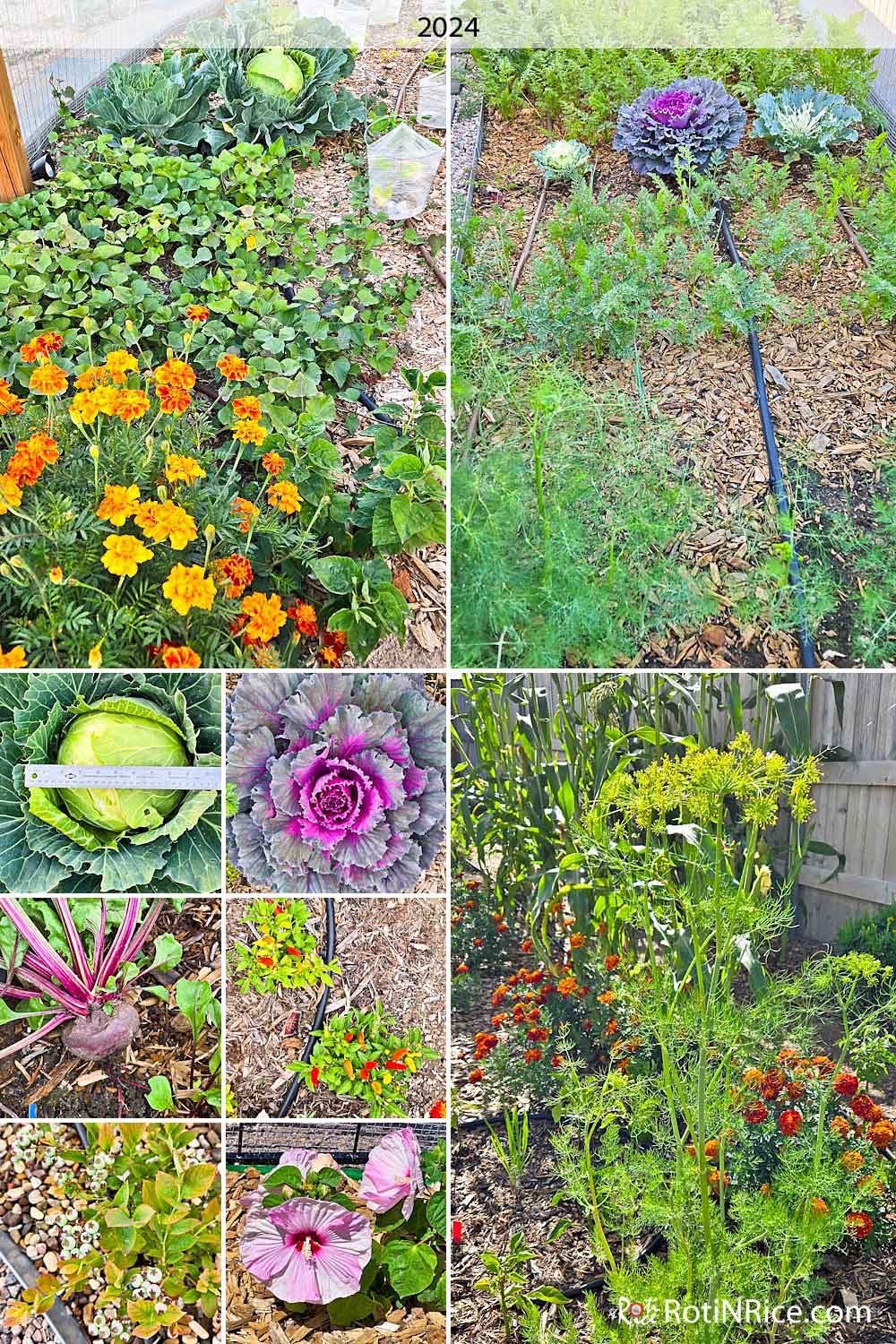 Other plants growing in the West Terraced Garden - sweet potatoes, dill, leeks, cabbages, carrots, beetroot, and various flowers.