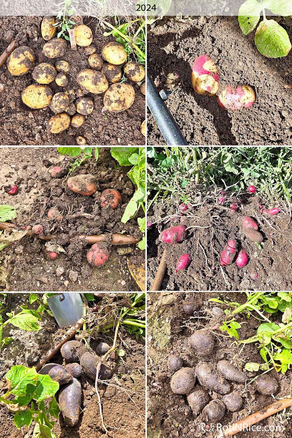Harvesting potatoes from the two terraces.