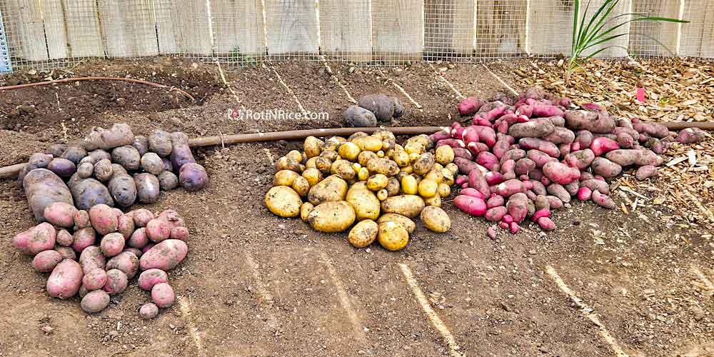 Piles of harvested potatoes on the terrace.
