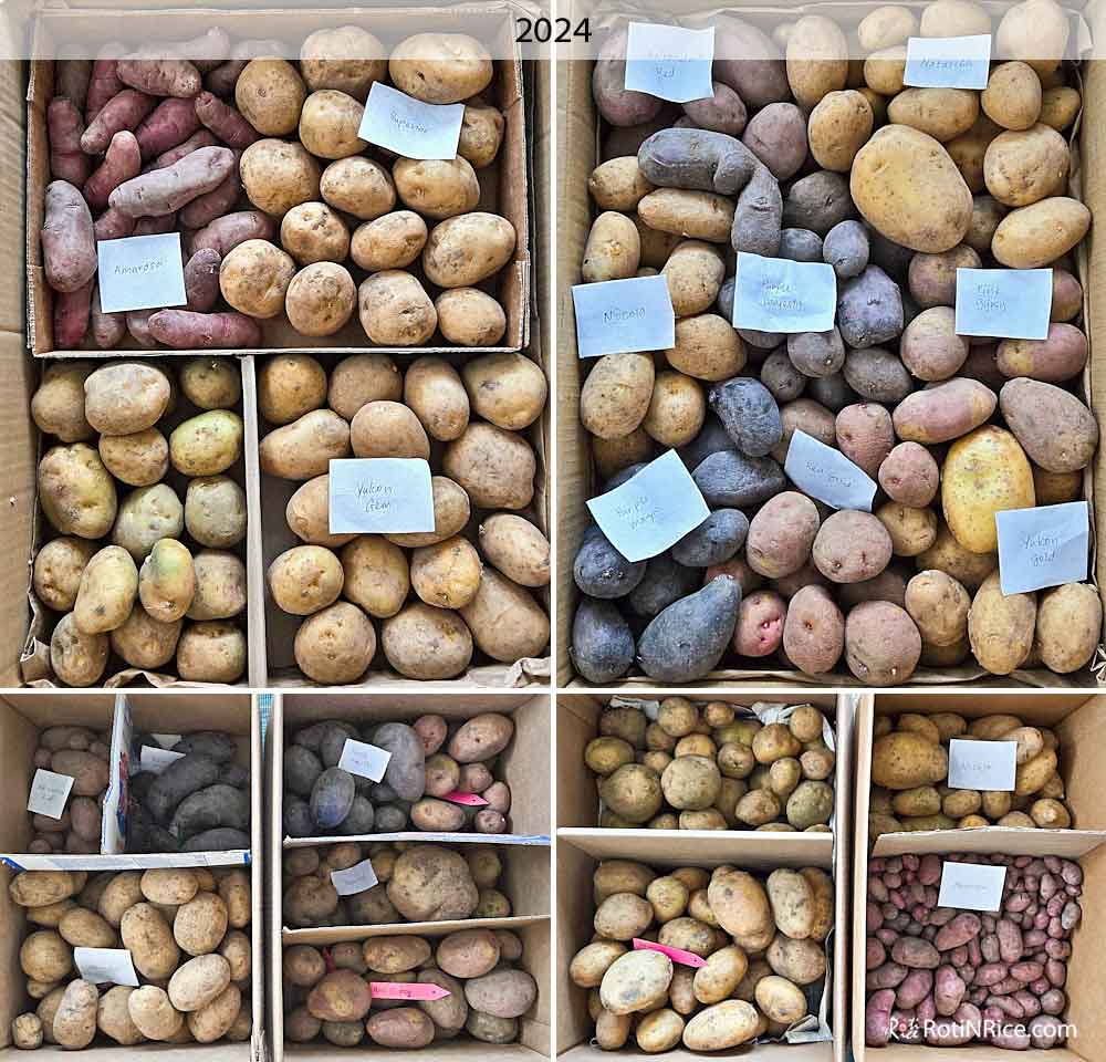 Cleaned and brushed potatoes all boxed up for storage and use throughout the year.