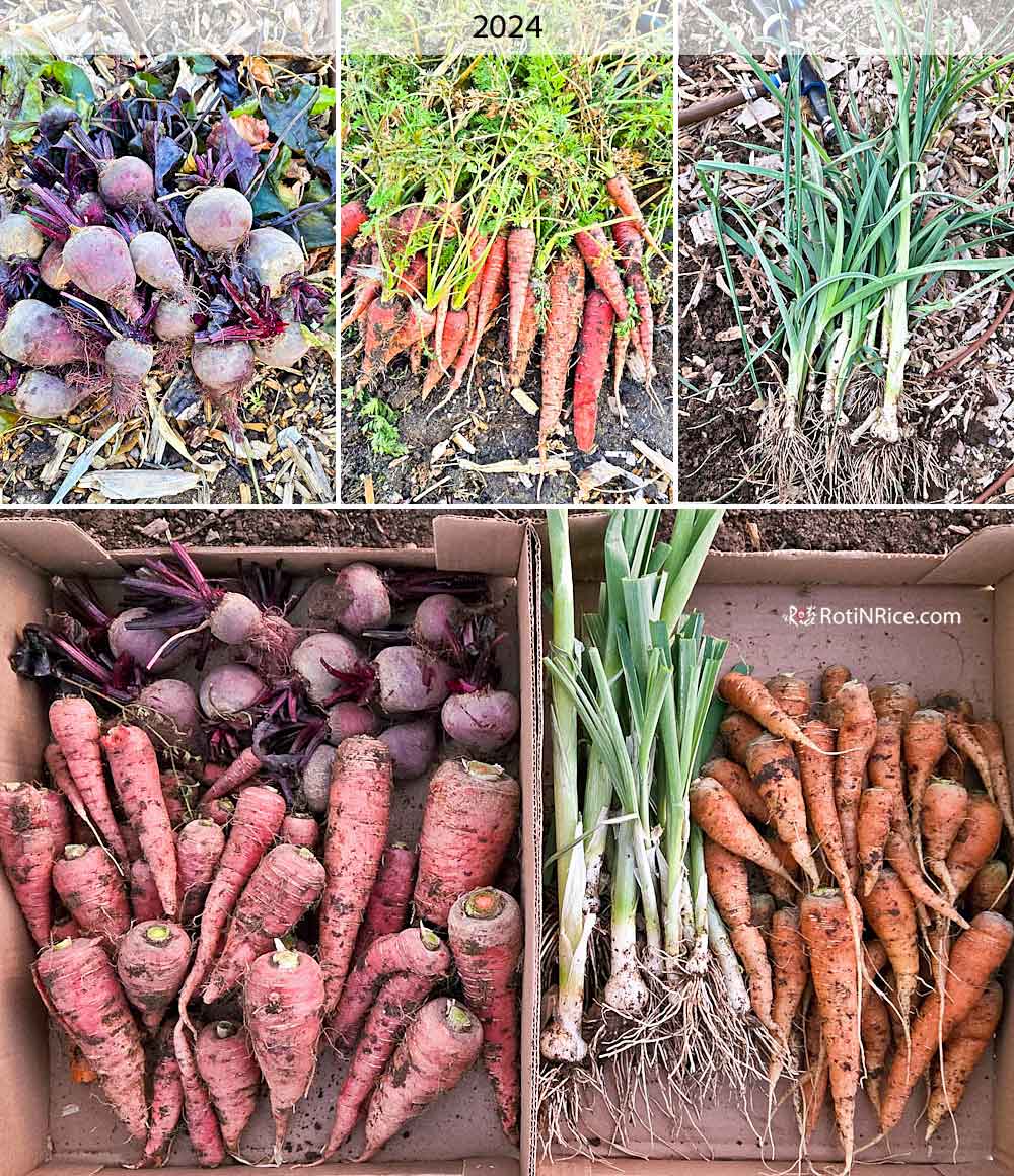 Beets, carrots, and leeks harvested in November 2024.