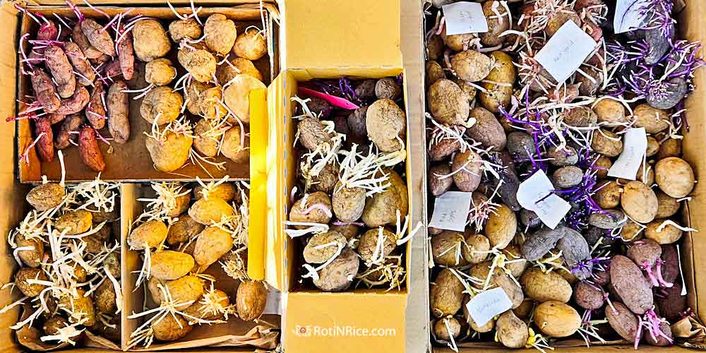 Seed potatoes from 2024 for the West Terraced Garden in 2025.