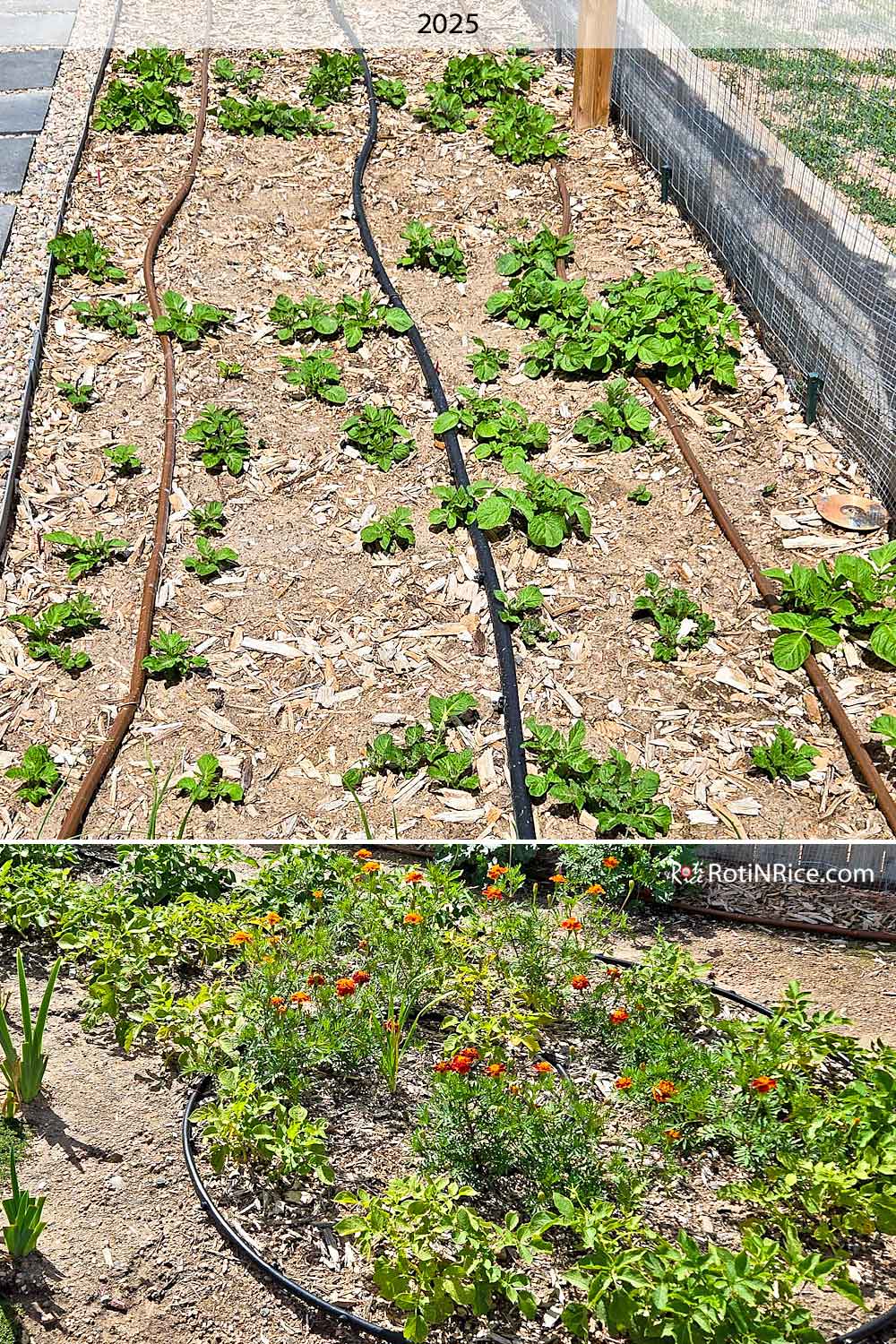 Growing potatoes on the lowest level of West Terraced Garden.