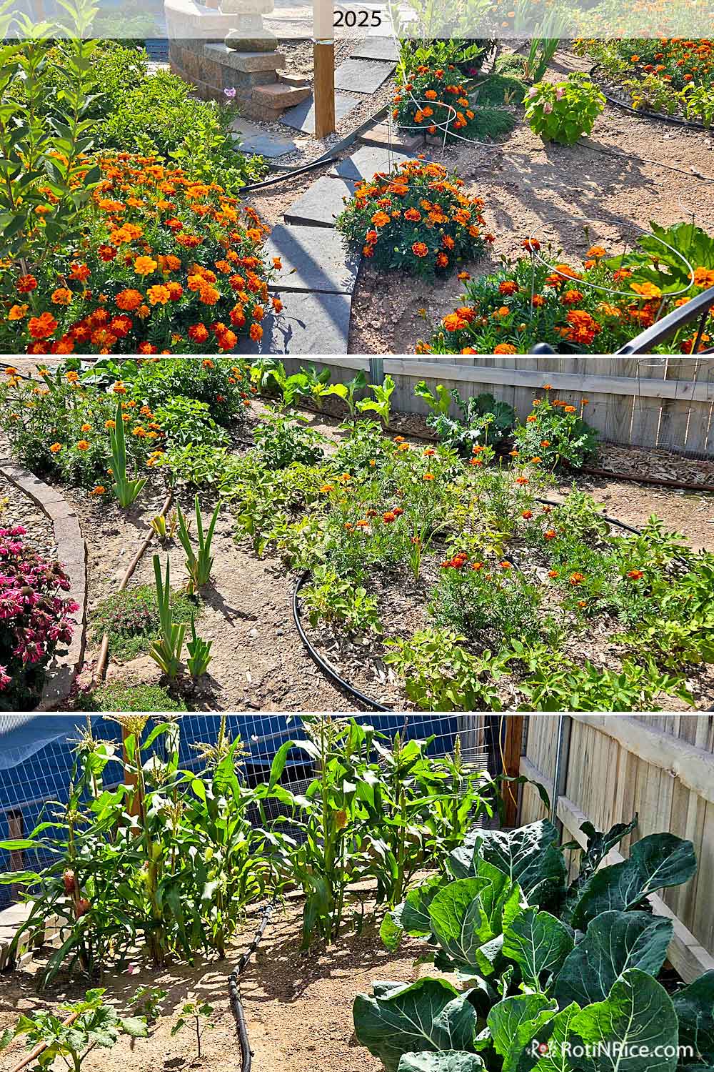 Corn, broccoli, cauliflower, and cabbages grown on the upper level in 2025.