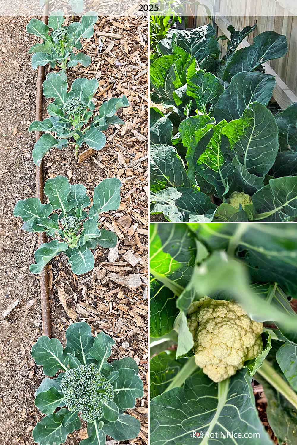 Broccoli and cauliflower planted in 2025.
