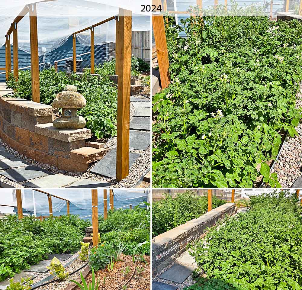 Potato plants growing really well on the terraces.