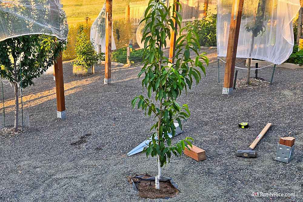 Extending Plum Circle to plant 3 more peach trees.