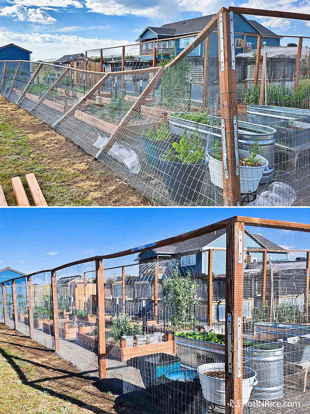 First Garden Recovery After Hailstorms was the northern fence in the raised bed garden.