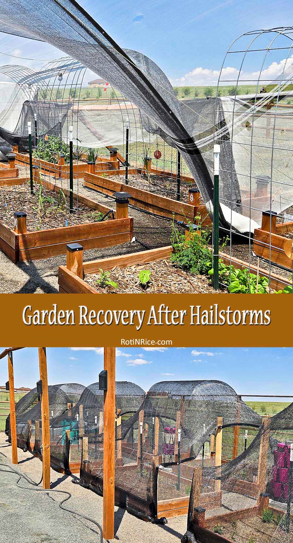 Garden Recovery After Hailstorms