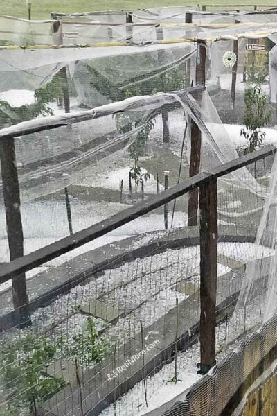 The damaged orchard after after a devastating hailstorm.