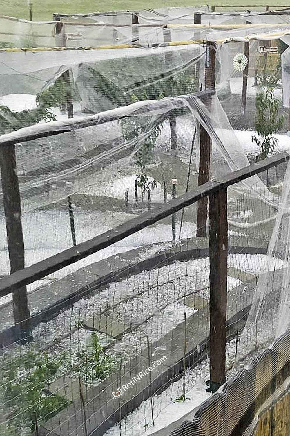 The damaged orchard after after a devastating hailstorm.