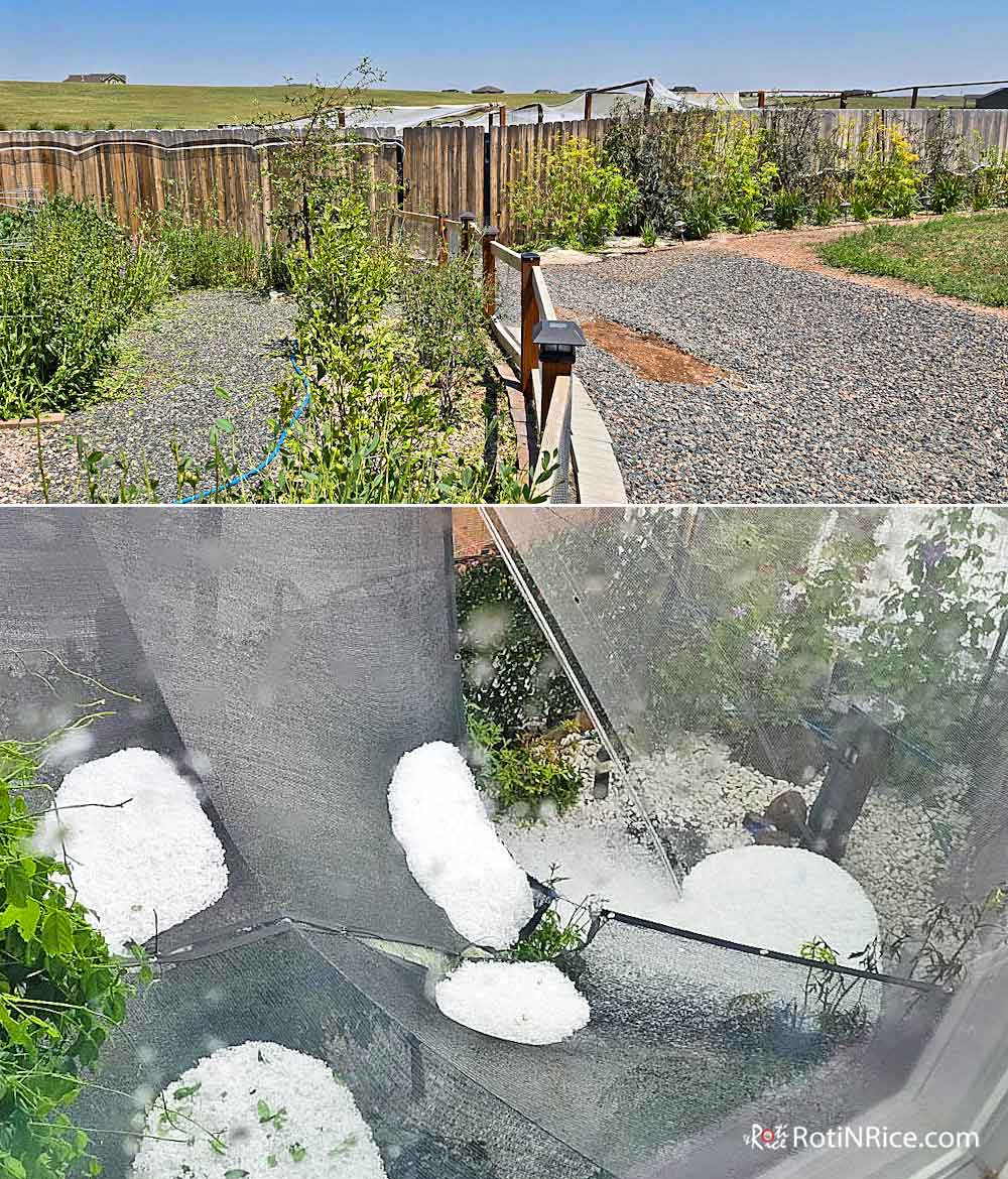 Damage in the East Garden and Japanese Garden.